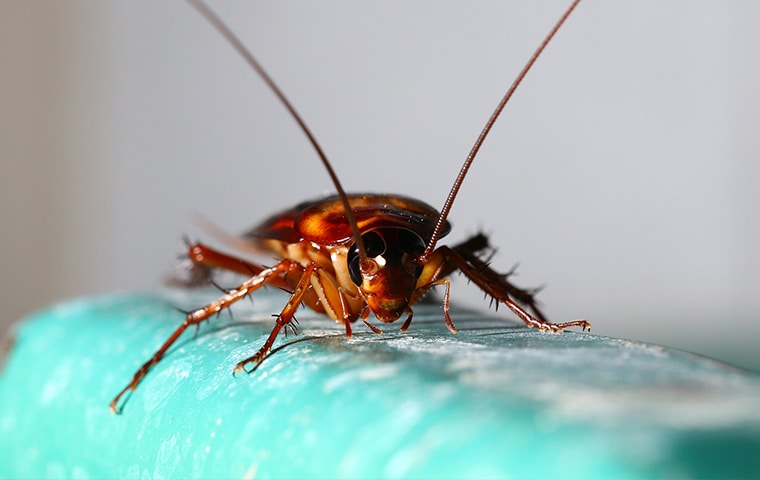 Invasion de blattes cafards ? SOS Nuisibles intervient en Vendée