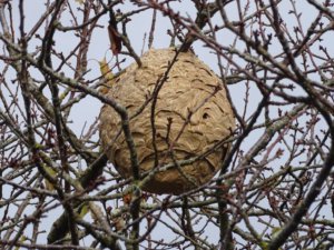 Habitants des Sables d'Olonne, comment se débarrasser d'un nid de guêpes