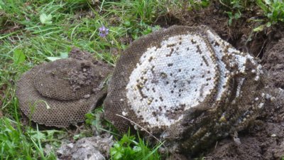 Comment se débarrasser d'un nid de guêpes dans la terre ? SOS Nuisibles 85 intervient !