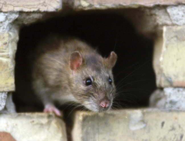 Lutte contre les rats : notre service de Dératisation Désinsectisation en Vendée.