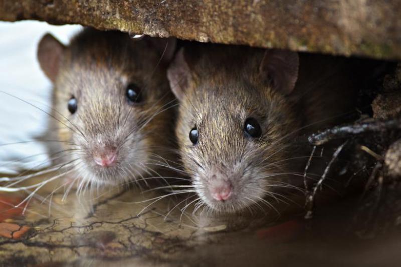 Se débarrasser des rats, souris, fouine ? SOS Nuisibles 85 est Le Spécialiste de la dératisation partout en Vendée.