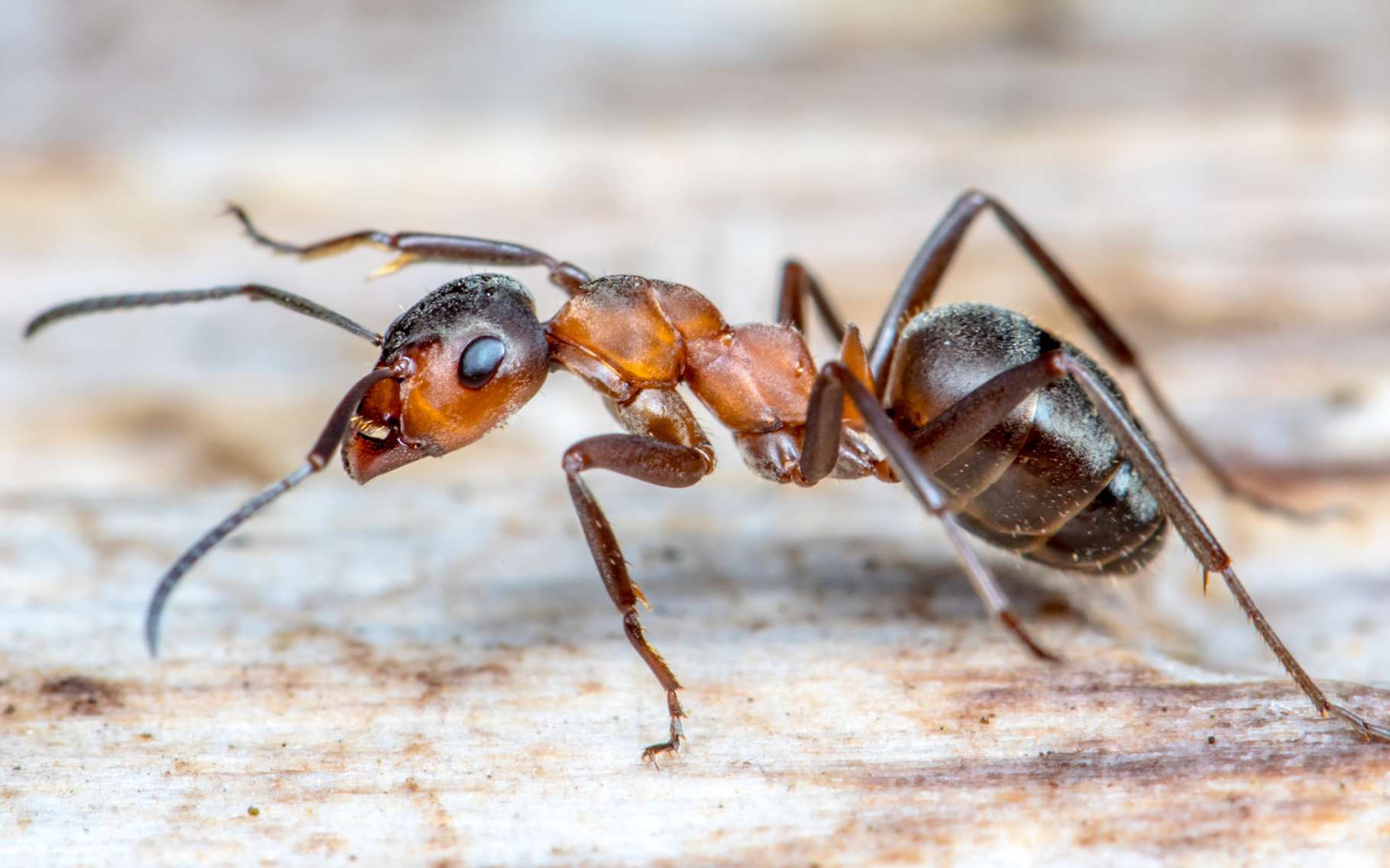 Lutte contre les fourmis : notre service de Dératisation Désinsectisation en Vendée.
