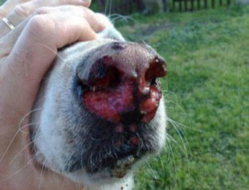 Les chenilles processionnaires : un danger pour les chiens