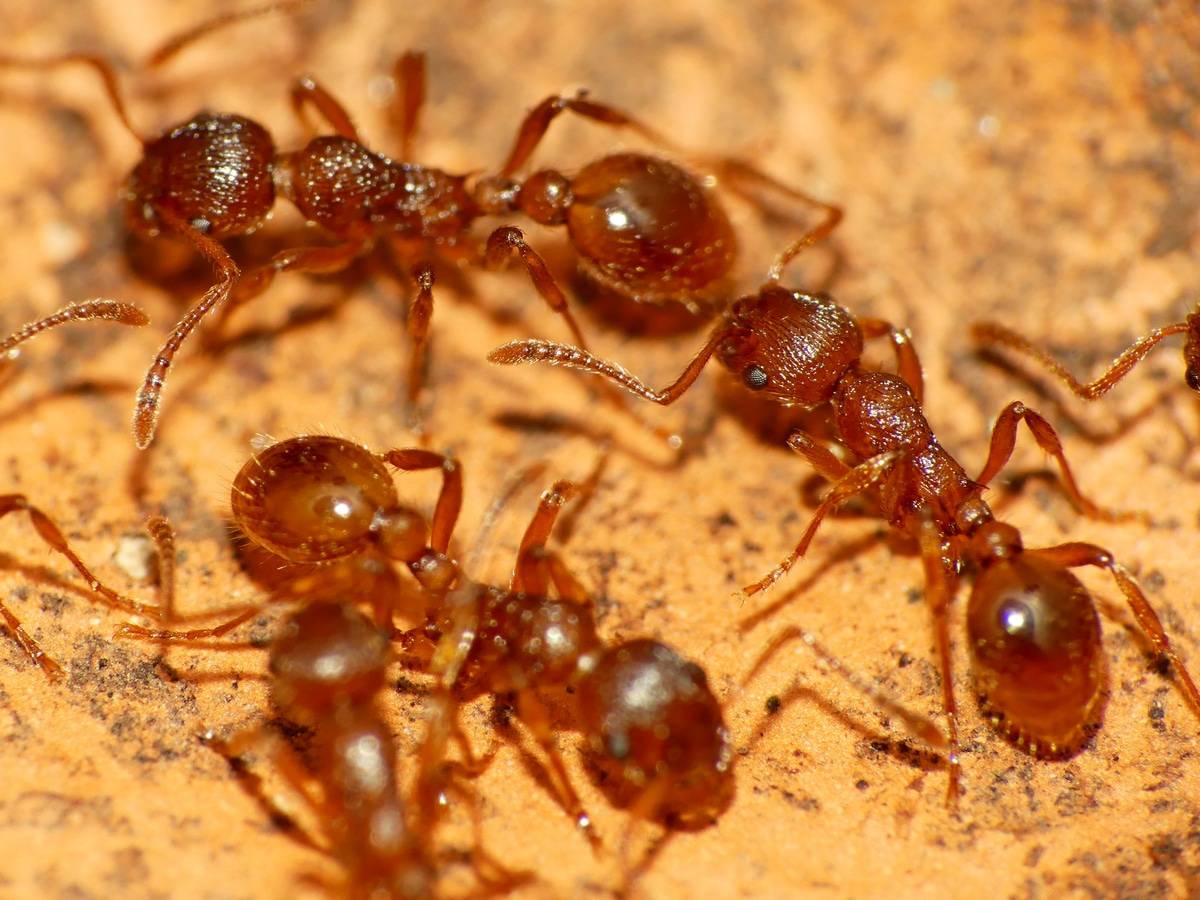 Invasion fourmis ? SOS Nuisibles intervient partout en Vendée